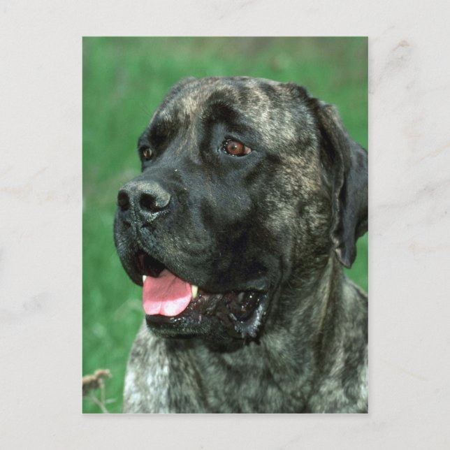 Postal Mastiff, la joya de la Corona de Yarraville (Anverso)