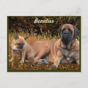 Postal Mastiff mit französischer Bulldogge Postkarte