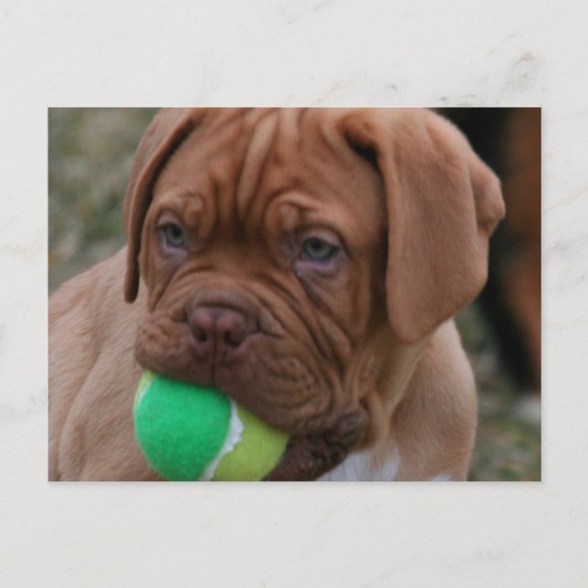 Postal Mastiff Puppy (Anverso)
