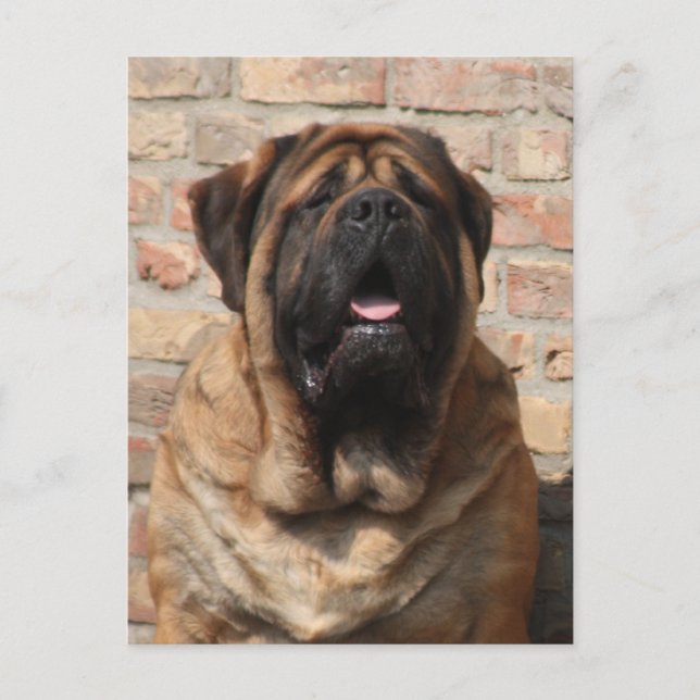 Postal Mastiff Vatertag Best Friends  (Anverso)