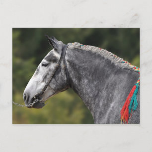 Postal Mata de caballo percherona