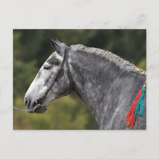 Postal Mata de caballo percherona