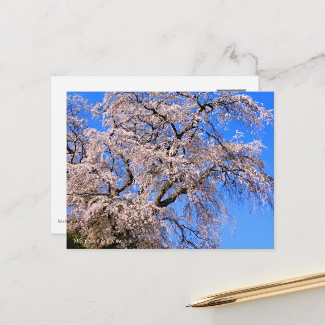 Postal Matabei-Zakura: Weeping Cherry Tree (Anverso/Reverso In Situ)