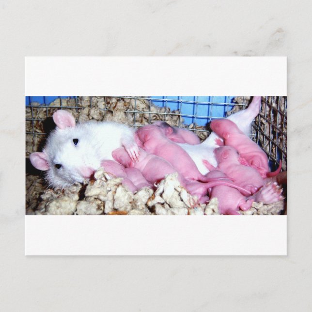 Postal Maternidad (Anverso)