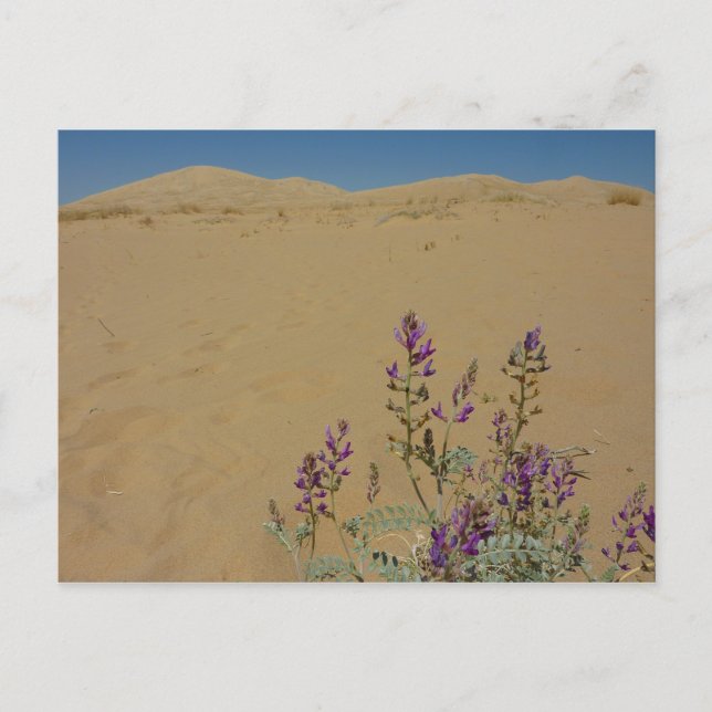 Postal Mato de Índigo de Mojave y Dunas de Kelso (Anverso)