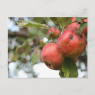 Postal Matthew 7:7-8 Apple Postcard