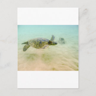 Postal Maui Hi Beach Turtle 2014