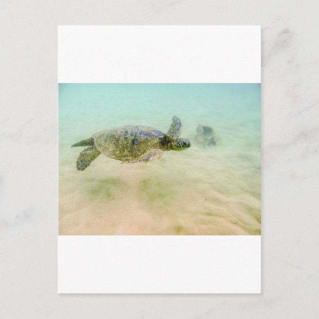 Postal Maui Hi Beach Turtle 2014 (Anverso)