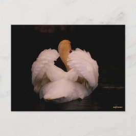Postal Maui Swan