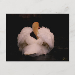 Postal Maui Swan