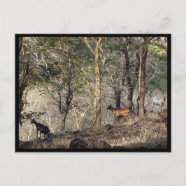 Postal Mauricio / Maurice