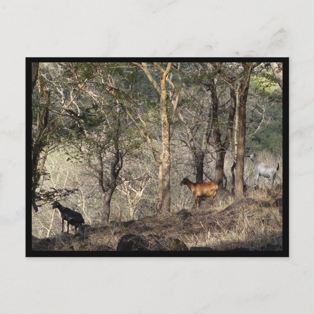 Postal Mauricio / Maurice (Anverso)