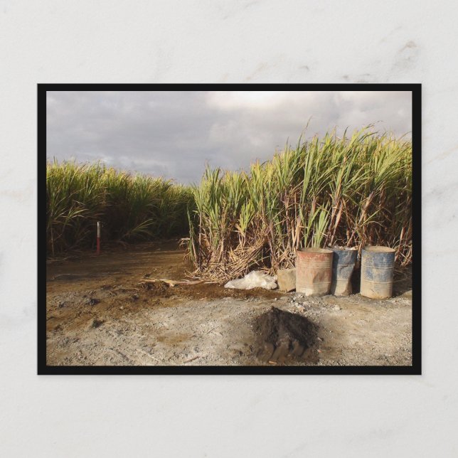 Postal Mauricio / Maurice (Anverso)