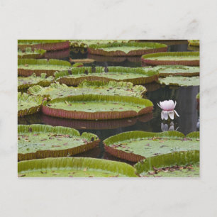 Postal Mauricio, Pamplemousses, SSR Botánico