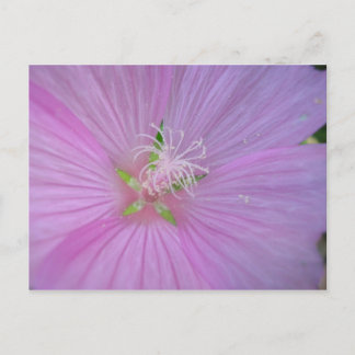 Postal Mauve musquée (2)