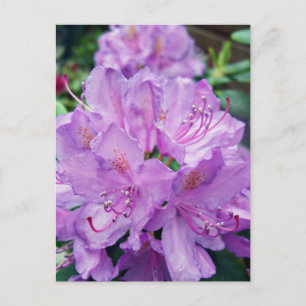 Postal Mauve Rhododendron