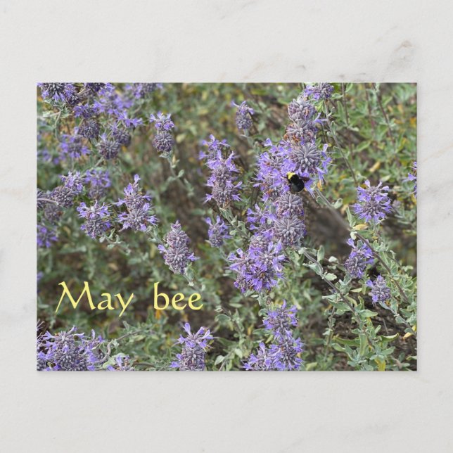 Postal May Bee (Anverso)