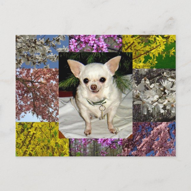 Postal Maya (Anverso)