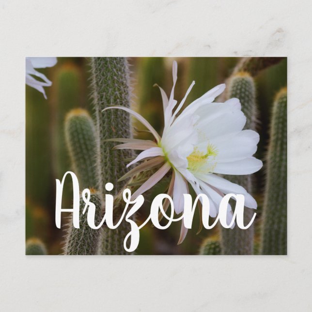 Postal Mayo en el jardín, Arizona (Anverso)