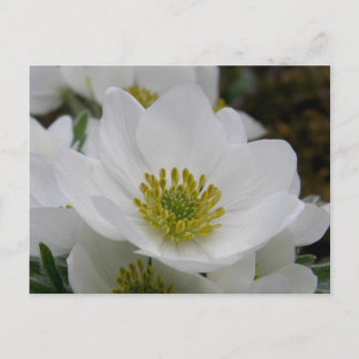 Postal Mayo Flores florecientes, Isla Unalaska