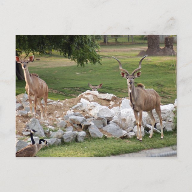 Postal mayor-kudu-8 (Anverso)