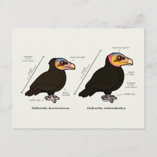 Postal Mayor/menor de cabeza amarilla