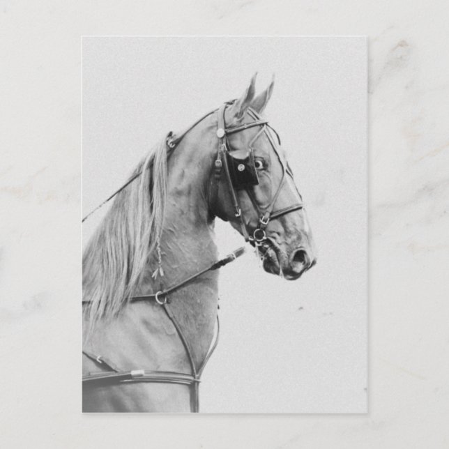 Postal Mazo de cables fino para alforjas (Anverso)