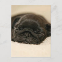 Mazo de Cachorro Negro