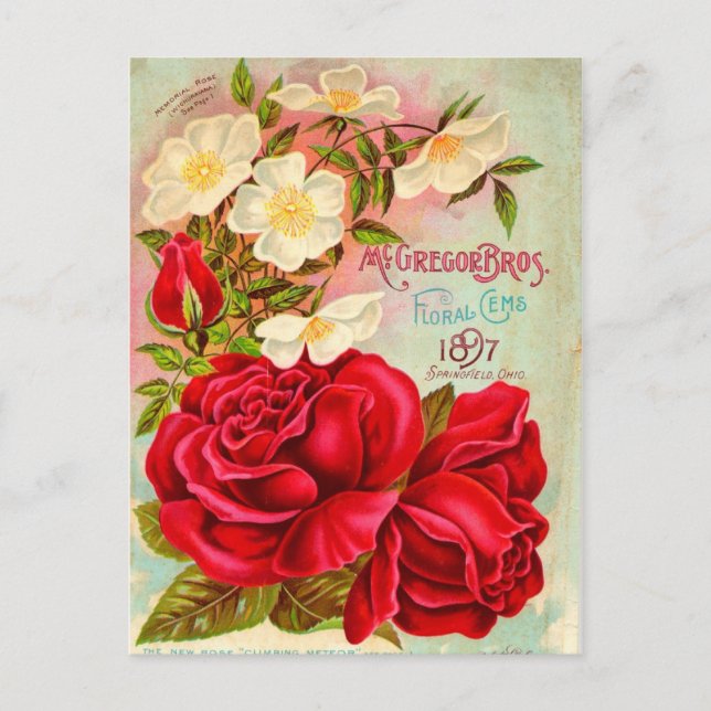 Postal McGregor Bros. Anuncio de gemas florales (Anverso)