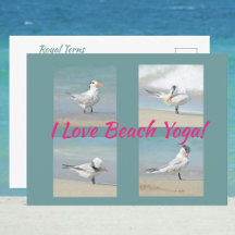 Me Encanta La Playa Yoga Royal Terns Posando Fotog