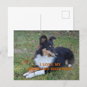 Postal Me encanta mi Shetland Sheepdog Black Tri
