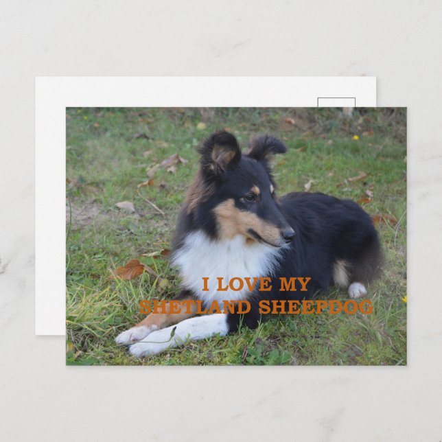 Postal Me encanta mi Shetland Sheepdog Black Tri (Anverso / Reverso)