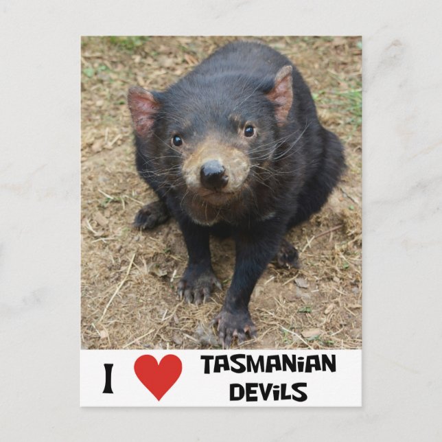 Postal Me encantan los demonios de Tasmania (Anverso)