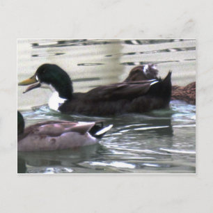 Postal Me encantan los Ducks