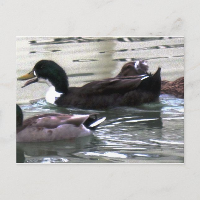 Postal Me encantan los Ducks (Anverso)