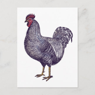 Postal Me encantan los pollos de rock de Plymouth - gallo