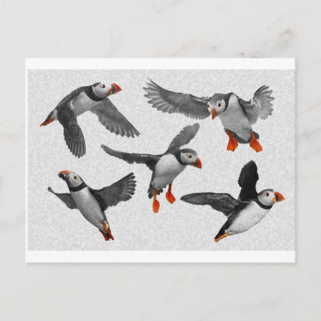 Postal ¡Me Encantan Los Puffins! (Anverso)