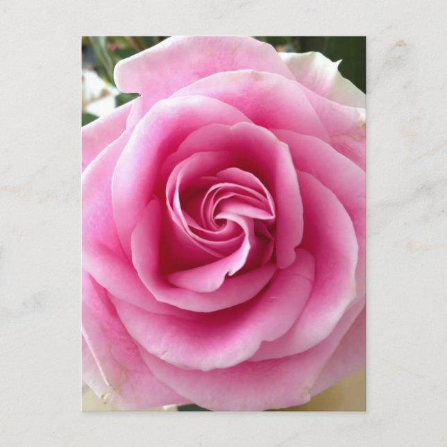 Postal Me Encanto De Que Bloguee Rosa Rosa (Anverso)