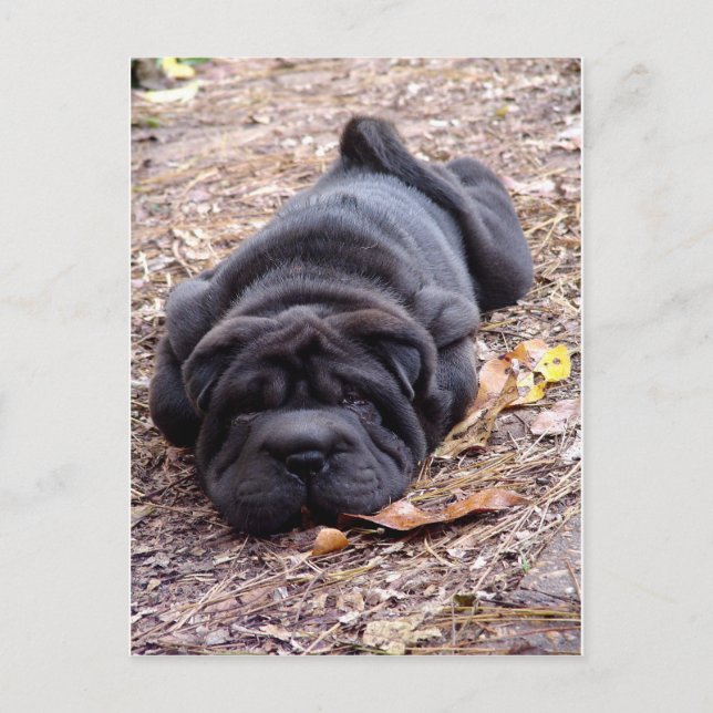 Postal ¡Me están jugando! (Anverso)