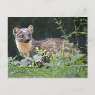 Postal Meadow Marten Postcard