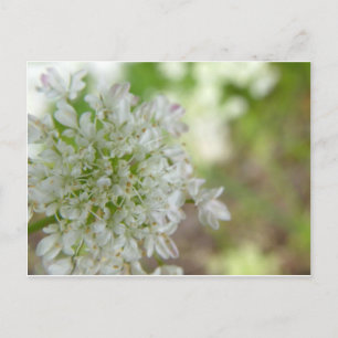 Postal Meadowagdulce