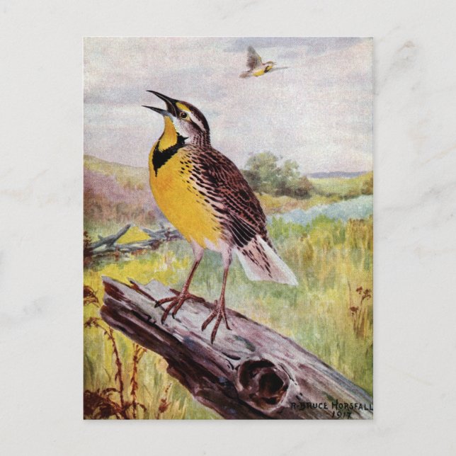 Postal Meadowlark en una sucursal (Anverso)