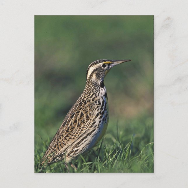 Postal Meadowlark Occidental (Anverso)