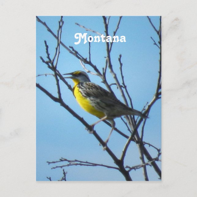 Postal Meadowlark Occidental (Anverso)