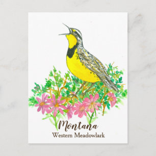 Postal Meadowlark occidental de raíz de bits rosa Montana