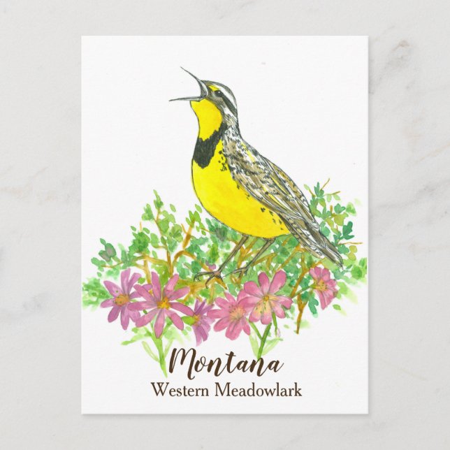 Postal Meadowlark occidental de raíz de bits rosa Montana (Anverso)