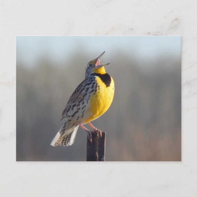 Postal Meadowlark Occidental En Dakota Del Norte (Anverso)