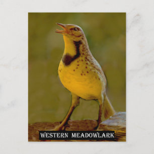 Postal Meadowlark occidental (Kansas, Montana, Nebraska)