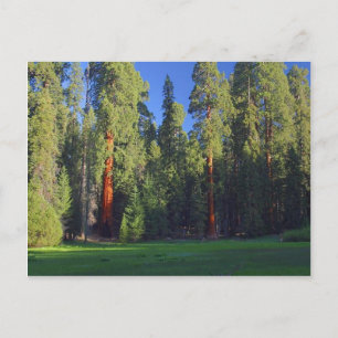 Postal Meadows Sequoia