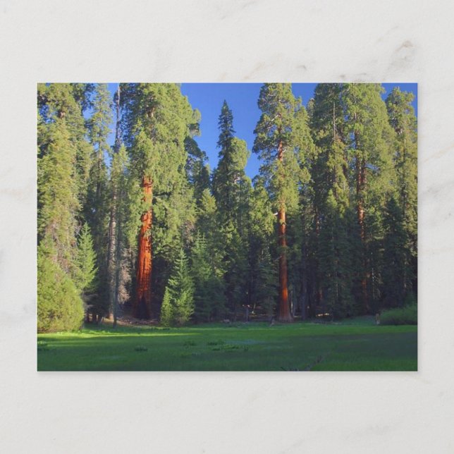 Postal Meadows Sequoia (Anverso)